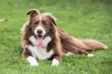 The 8 Best Dog Foods For Border Collies – 2025