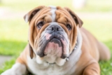 The 8 Best Dog Foods For Bulldogs – 2025