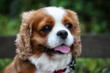 The 8 Best Dog Foods For Cavaliers – 2025