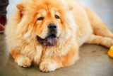 The 8 Best Dog Foods For Chow Chows – 2025