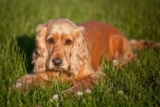 The 8 Best Dog Foods For Cocker Spaniels – 2025