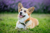 The 8 Best Dog Foods For Corgis – 2025