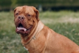 The 8 Best Dog Foods For Dogue De Bordeaux – 2025