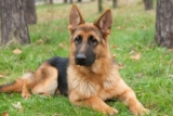 The 8 Best Dog Foods For German Shepherds – 2025