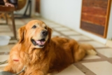 The 8 Best Dog Foods For Golden Retrievers – 2025