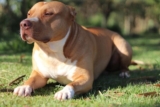 The 8 Best Dog Foods For Pitbulls – 2025
