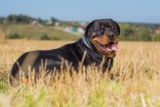 The 8 Best Dog Foods For Rottweilers – 2025