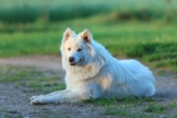 The 8 Best Dog Foods For Samoyeds – 2025