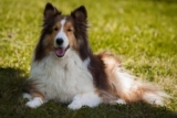 The 8 Best Dog Foods For Shelties – 2025