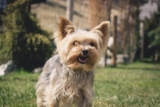 The 8 Best Dog Foods For Yorkies – 2025