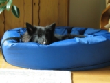 The 9 Best Beds For Senior Dogs