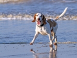 The Best 7 Beagle Activity Trackers For 2025