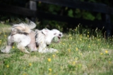 The Best 7 Chinese Crested Activity Trackers For 2025