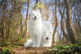 The Most Enchanting 15 Dog Breeds That Look Like They Came From A Fantasy Novel