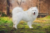 The Most Fascinating 11 Dog Breeds That Have a History Straight Out of a Storybook