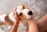 The Top $1,000 Vet Bills and How to Avoid Them
