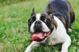 The Top 15 Goofy Dog Breeds To Make You Laugh