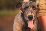 The Ultimate 11 Dog Breeds That Have Been Loyal Companions For Centuries