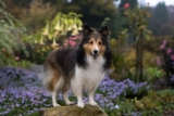 The Ultimate 13 Dog Breeds That Stuck Around For Every Chapter Of Life