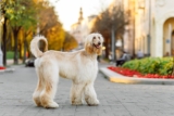 The Ultimate 13 Dog Breeds That Were Bred for Royalty & Still Carry The Prestige