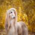 15 Calm Dog Breeds For Peaceful People