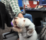 Therapy Dogs Needed to Deliver Love, Companionship, and Calm to Hospice Care