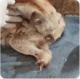 They Cut Off Her Paws — But Not Her Spirit. See The Amazing Way She’s Getting New Legs!