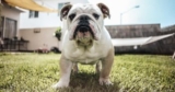 Thinking About a Bulldog? 7 Things to Know Before You Commit
