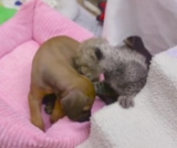 This Dog-Cheetah Duo Proves Friendship Knows No Species