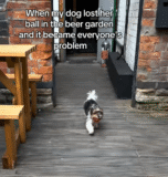 Tiny Dog Loses Ball at Pub, Strangers Do Something No One Ever Expected