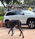 Tiny Toddler Steals Hearts Walking Her Giant Great Dane with Pride