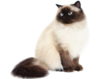 Top 10 Common Yet Popular Cat Breeds – Pictures – Petsworld