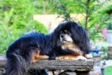 Top 11 Dog Breeds That Have Sat Quietly in the Background of Life’s Biggest Moments