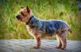 Top 11 Small But Mighty Dog Breeds That Have The Hearts Of Warriors