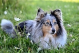 Top 15 Dog Breeds That Became Part of the Family Story Without Saying a Word
