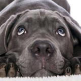 Top 17 Dog Food Brands With No Recalls