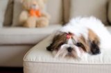 Top 9 Dog Breeds That Slept at the Foot of the Bed for Decades