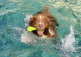 Top‑Rated Water Toys to Keep Your Dog Cool