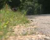 Trash Bag With Puppy Found Inside Dumped Like Garbage With Fly Larvae