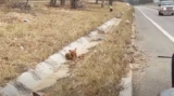 Truck Driver Spots Puppy in Ditch, Sets Off Life-Changing Rescue