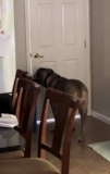Viral Clip Shows 140-Pound Dog Door Confusion And Sends TikTok Into Laughter