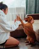 What Does It Mean To Be AKC Or Kennel Club Registered?