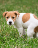 When Can You Start Potty Training a Puppy?