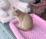 When a Dog Fell for a Cat Through the Glass, A Forever Family was Born