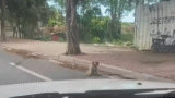 While Driving, Dog Struggling On Sidewalk Comes Into Man’s View