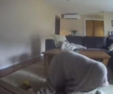 While She Was Learning, Her Dog Was Putting on a Comedy Show at Home