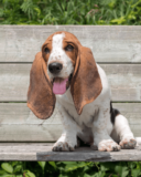 Why Your Puppy Gets Hiccups Frequently