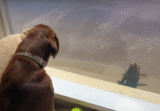 Wild Sea Lion Anoints Dog As His Very Best Friend And Visits Him Every Day