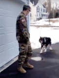 ‘Wolf-Dog’ Barks At Stranger And Didn’t Recognize His Military Dad He’s Been Missing