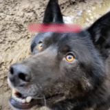 Wolfdog Lunged At Woman When She Knelt Down To Welcome Him